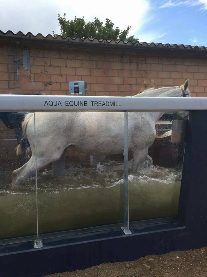 Hoeve met binnenpiste en stallen op ca. 3,63 Ha te Lommel (Kerkhoven) 