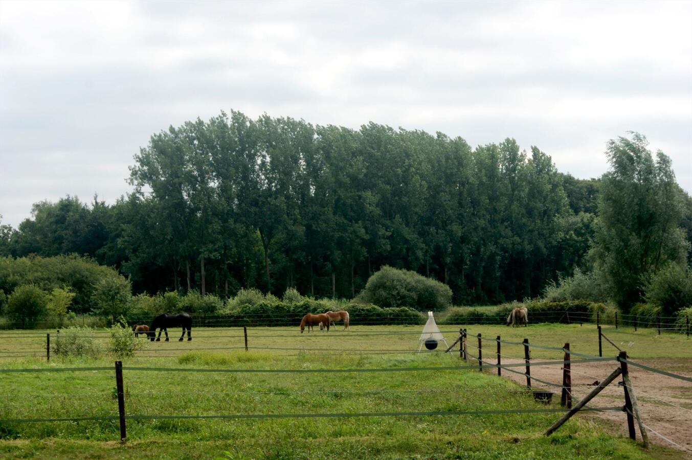 Landhuis met stalgebouw op ca. 1,8 Ha te Geel (antw) 