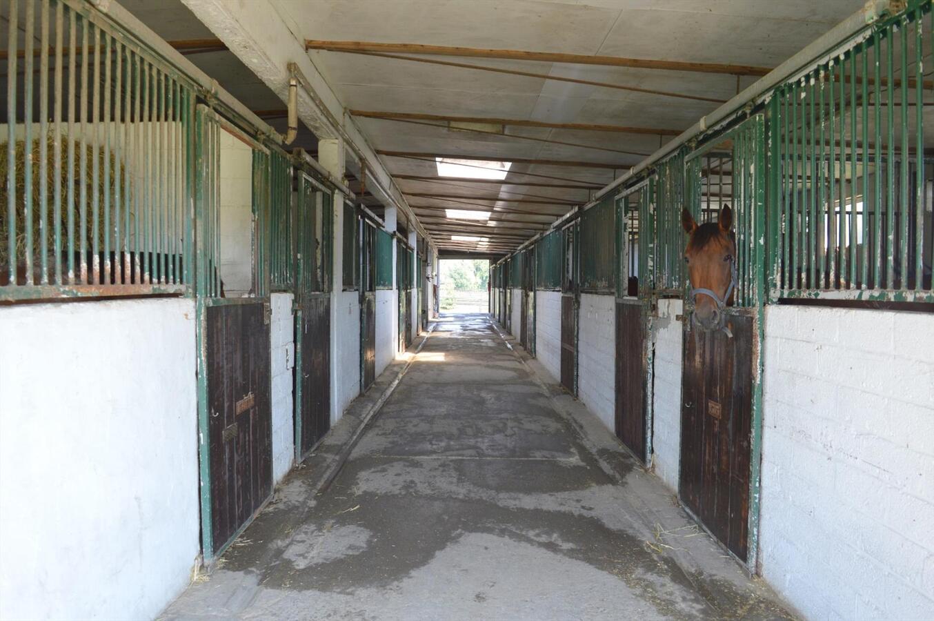 Paardenhouderij met 40 stallen en drafbaan op 4,64ha te Brakel 