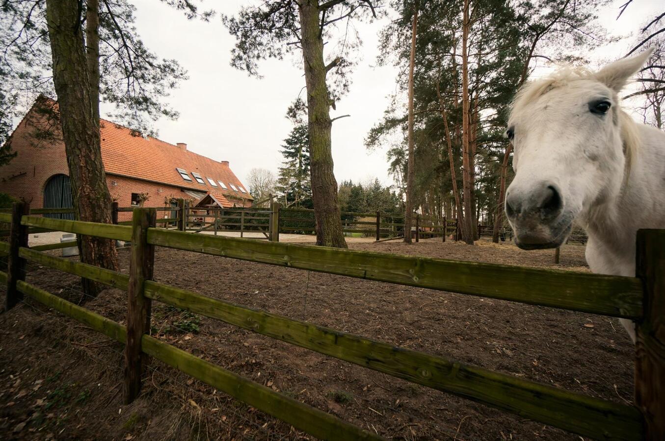 Prachtig landhuis met 8 stallen en buitenpiste op ca. 5,5ha te Haacht 