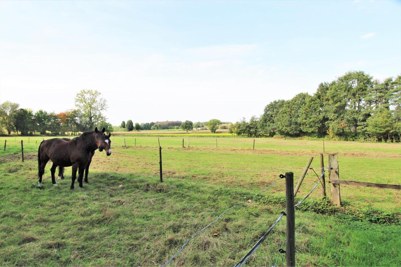 OPTIE - Te renoveren woning met verscheidene stalgebouwen , een loods, aanhorigheden en weilanden op ca. 2.6ha te Diest (Vlaams-Brabant) 