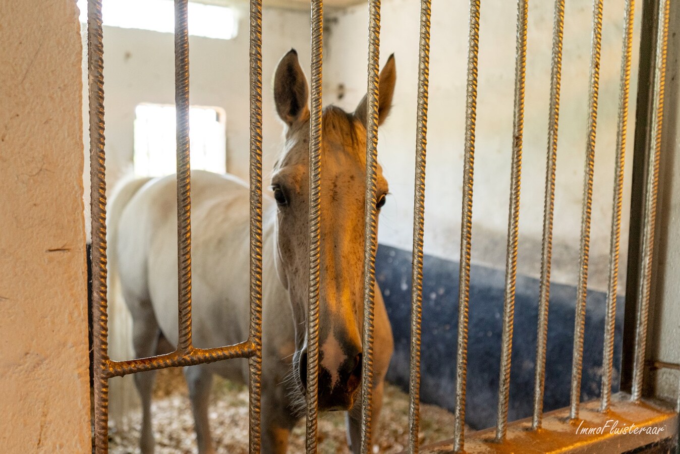 Paardenaccommodatie met woning op ca. 80a te Duffel (Optioneel bij te kopen weilanden van ca. 3 ha) 