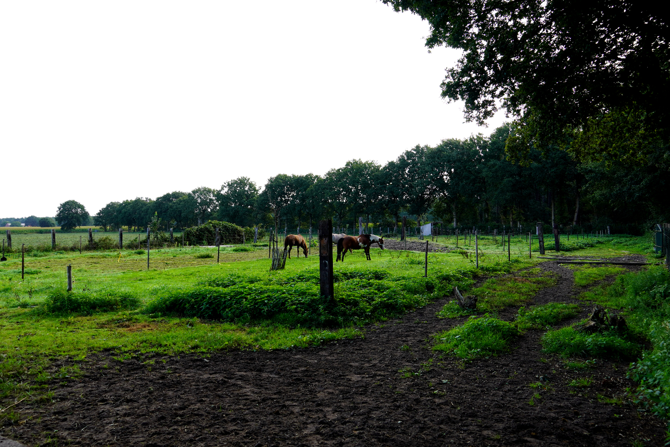 IN OPTIE: Rustig gelegen villa met stal en binnenzwembad op ca. 7981m2 te Essen 