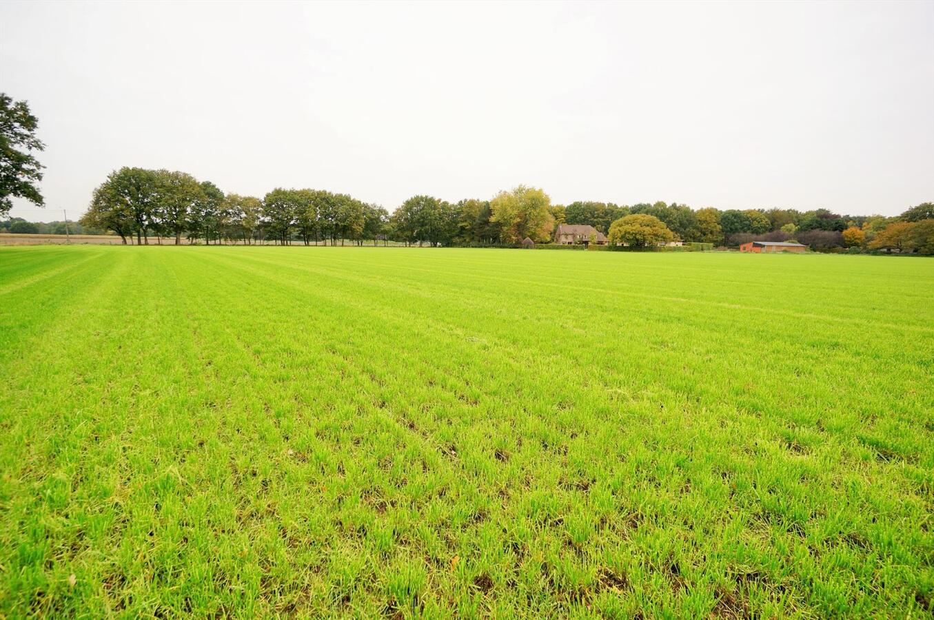 Prachtig landhuis met 5 stallen en weide op ca. 1,4 ha te Westerlo 