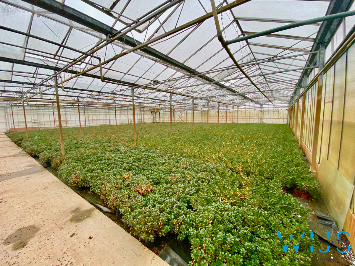 Landbouwgrond MET Serrecomplex te EVERGEM! 