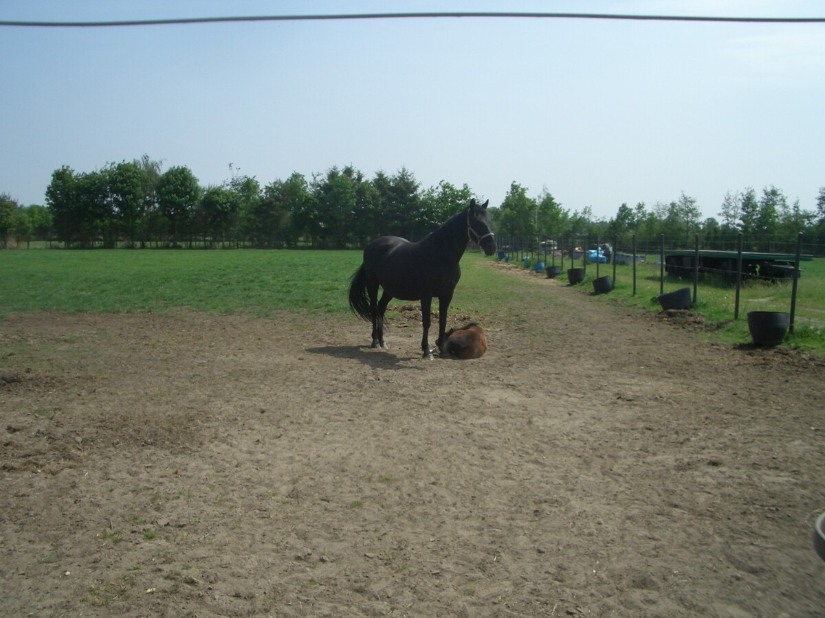 Farm sold in Bocholt