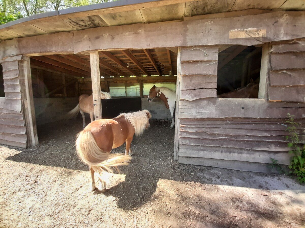 Weiland met paardenstallen op een opp. van 1,43ha 