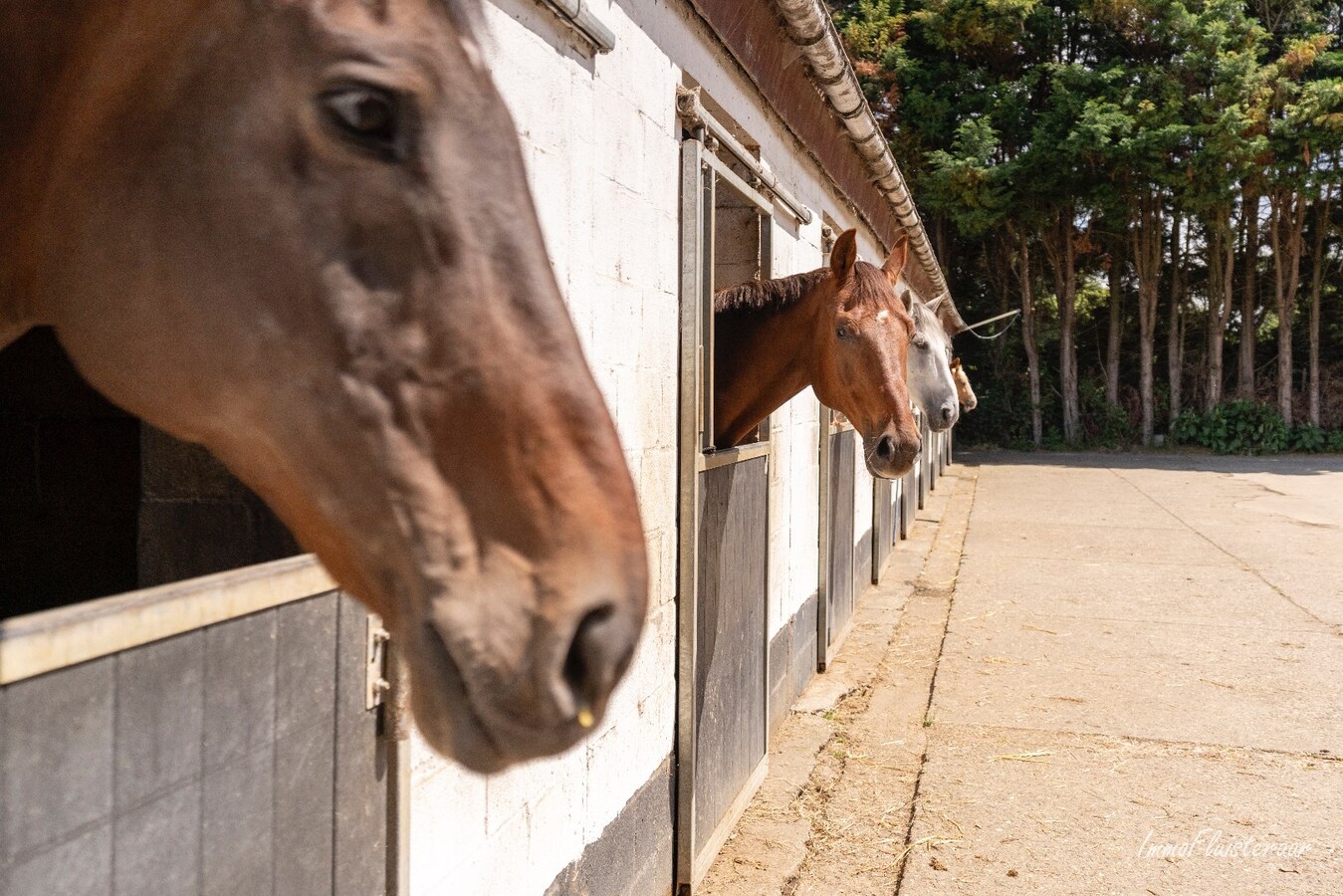 Paardenaccommodatie met 46 stallen, buitenpiste en hangaar op ca. 55 are te Linkhout (Lummen) 