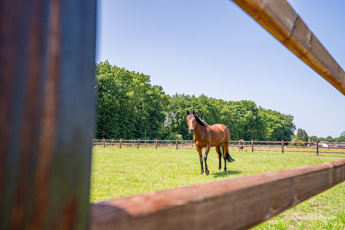Complete horse accommodation on approximately 3.5 hectares in Helchteren 