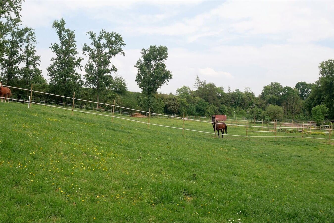 Charmante eengezinswoning met studio en ruime paardenweide. 