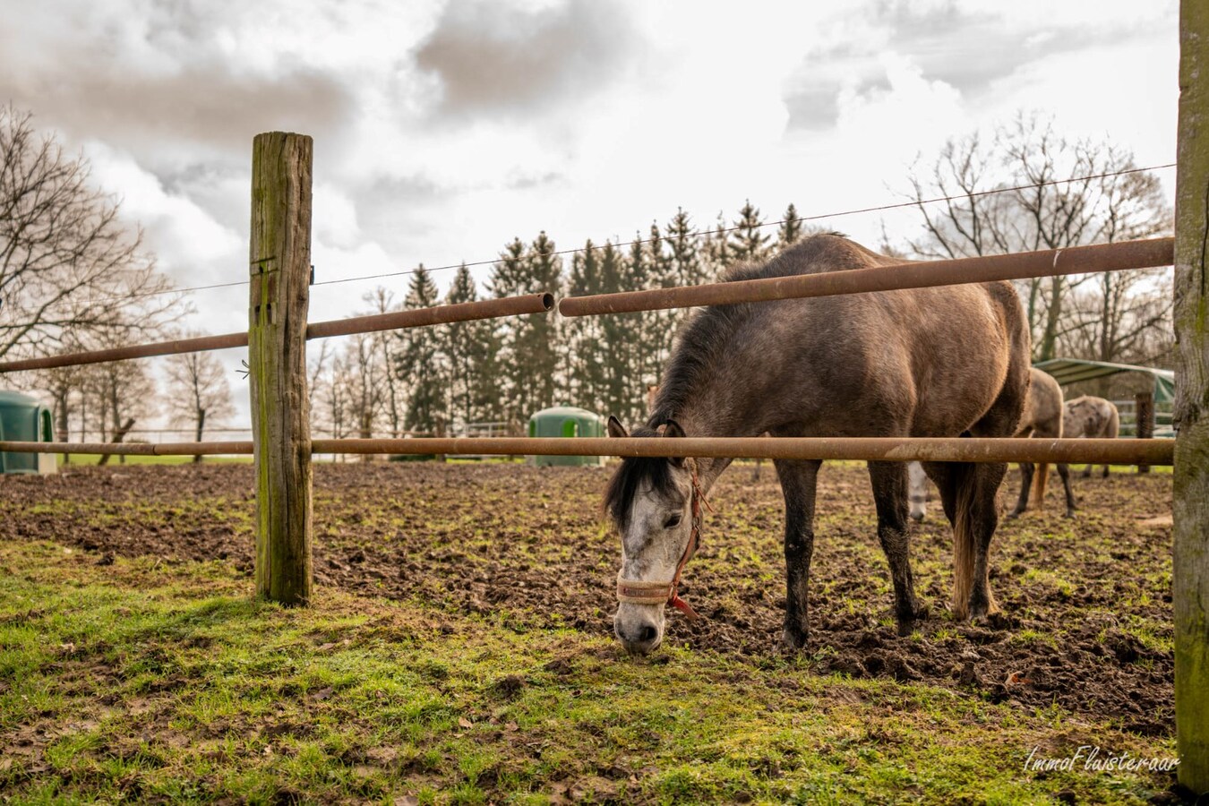 Magnifique complexe &#233;questre avec maison d&#39;entreprise, environ 33 &#233;curies et une piste int&#233;rieure sur plus de 5,6 hectares &#224; Bever (Brabant flamand). 