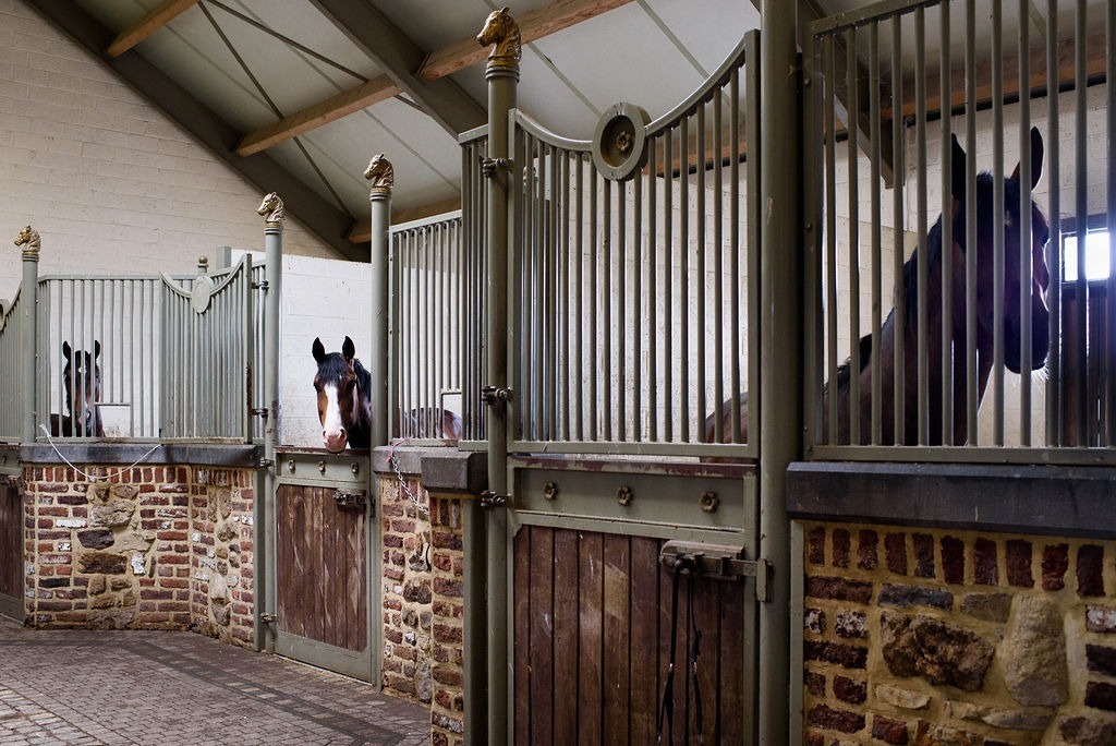 Exclusive domain with indoor arena on approximately 20ha in Meeuwen-Gruitrode 