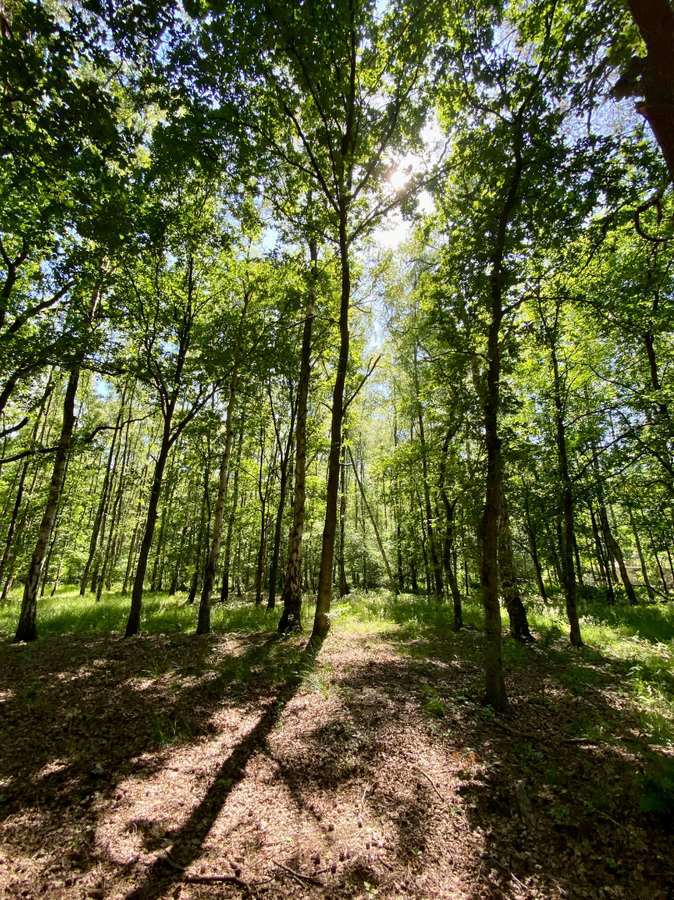 Uitzonderlijk rustig gelegen perceel van 2.500 m&#178; met priv&#233; oprijlaan van ca. 60 m grenzend aan natuurgebied te Brecht. 