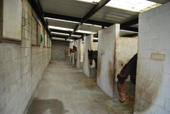 Hoeve met drafbaan op 4,5Ha te Torhout (W-Vl) 