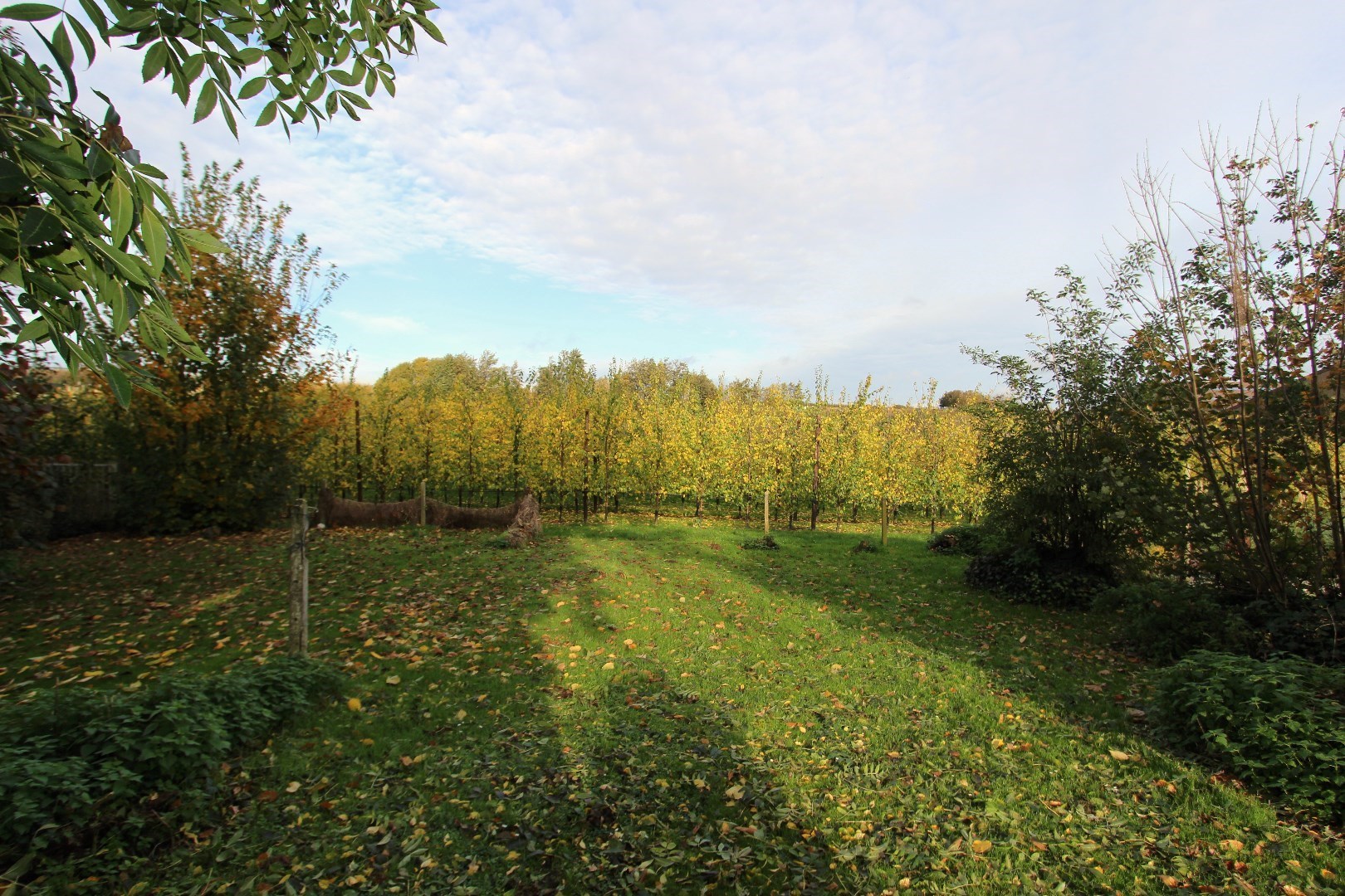 tuin - zicht op fruitbomen