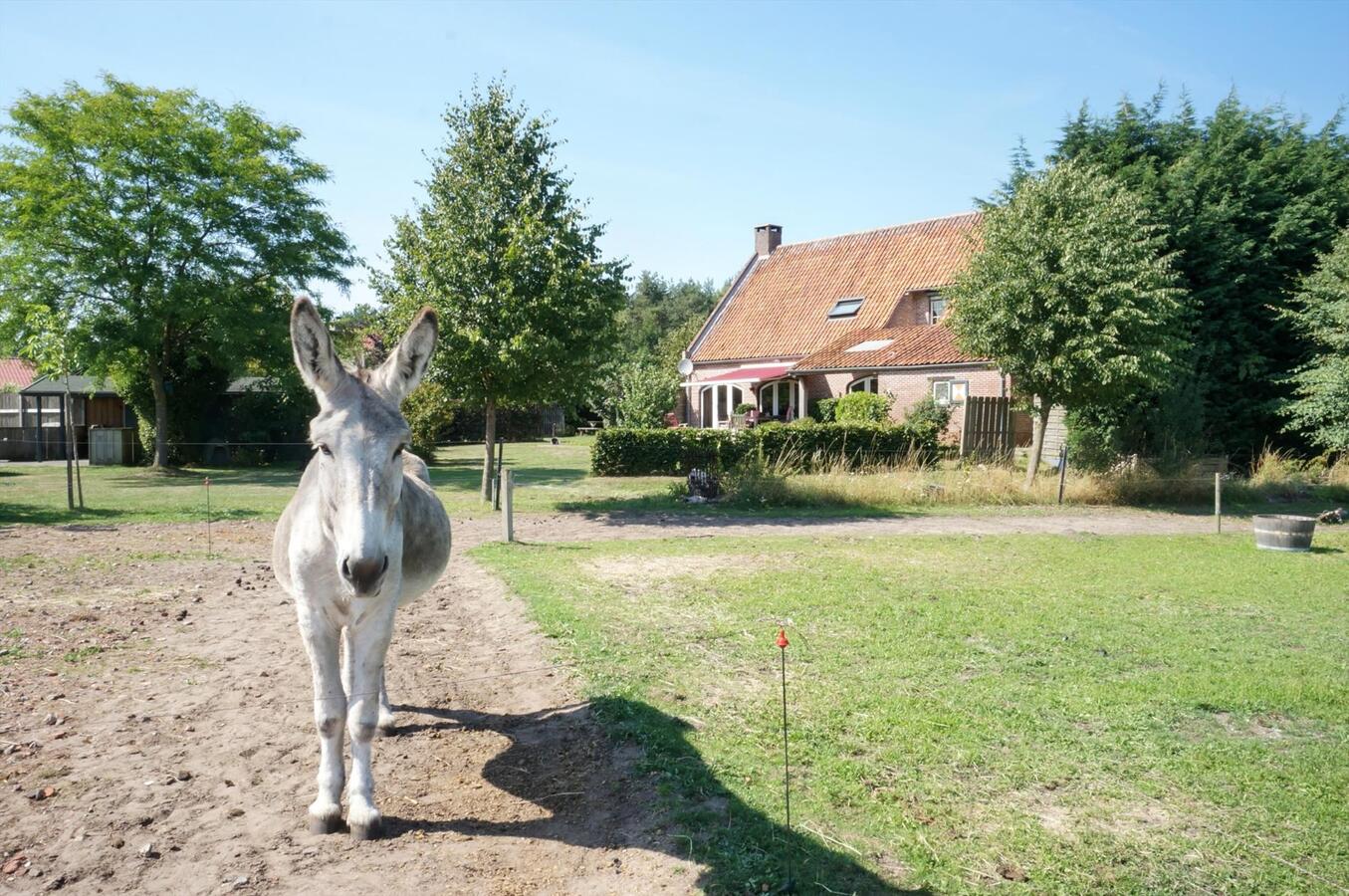 Karakteristieke Vlaamse hoeve op ca 1,21 ha te Merksplas 