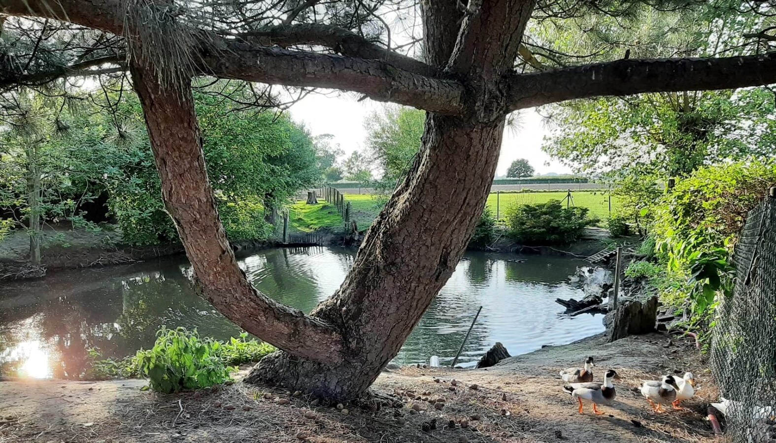 Idyllische eigendom met ruim stalgebouw en bijgebouw 