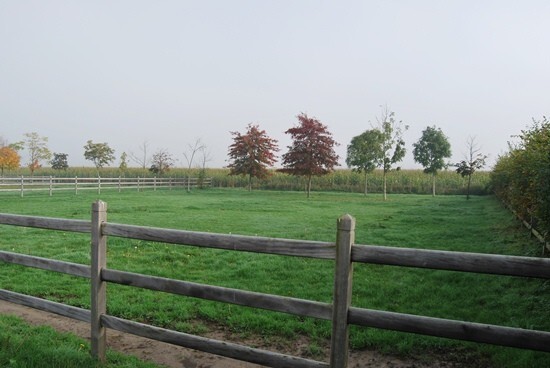 Instapklare eigendom met 12 stallen en 3 pistes op 3,1ha te Ardooie 