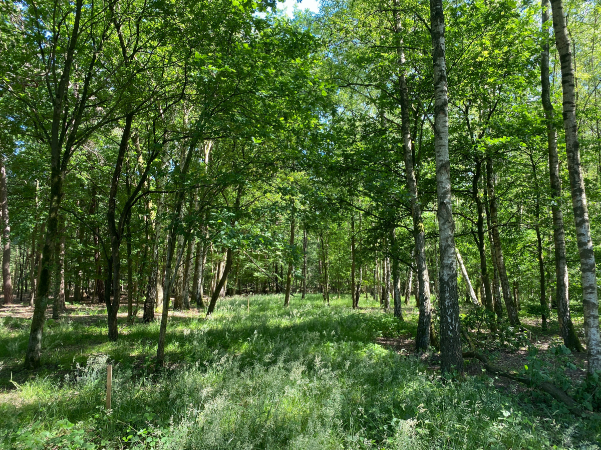 Uitzonderlijk rustig gelegen perceel van 2.500 m&#178; met priv&#233; oprijlaan van ca. 60 m grenzend aan natuurgebied te Brecht. 