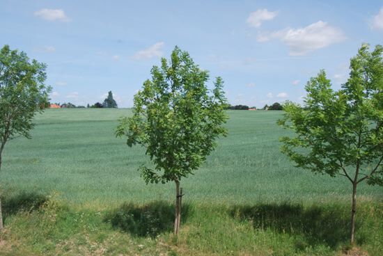 Ferme vendu À Balegem