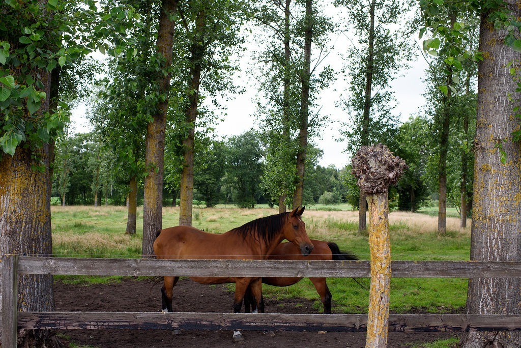 Exclusive domain with indoor arena on approximately 20ha in Meeuwen-Gruitrode 