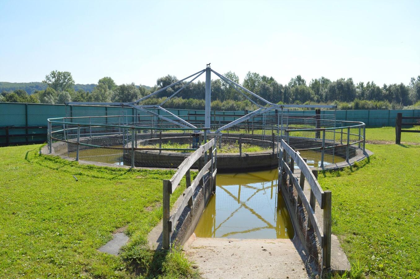 Paardenhouderij met 40 stallen en drafbaan op 4,64ha te Brakel 