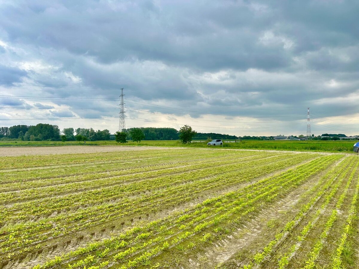 Agricultural land for sale in Lievegem
