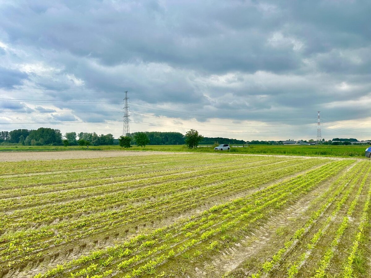 Terrain agricole a vendre À Lievegem