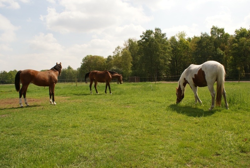 Weilanden op +/-2,13 ha te Oudsbergen (Opglabbeek) 