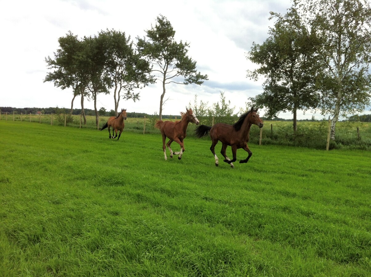 Hoeve met buitenpiste en paardenstallen op ca. 1 ha te Wuustwezel (Antw) 