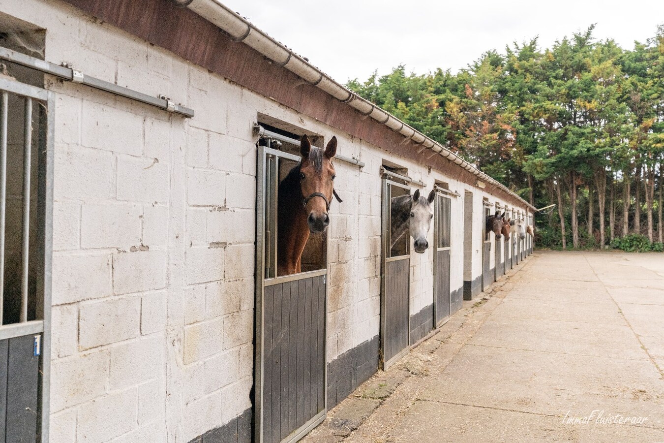 Paardenaccommodatie met 46 stallen, buitenpiste en hangaar op ca. 55 are te Linkhout (Lummen) 