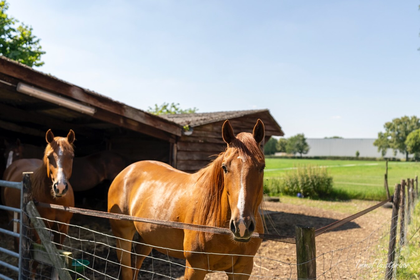 Prachtige hoeve met weilanden en stallen op ca. 2,1 ha te Kaulille (Bocholt) 